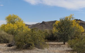 Arizona Ranch Real Estate